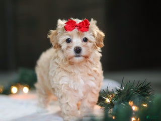 Havapoo dogs Reese - Ad 42