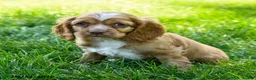 Cocker Spaniel dogs for sale: Starbucks - Ad 1