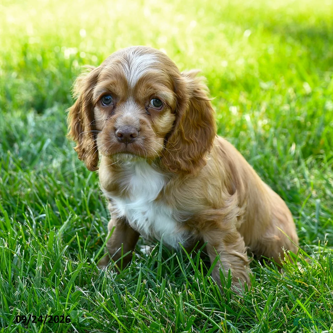 Cocker Spaniel dogs for sale: Starbucks - Ad 1