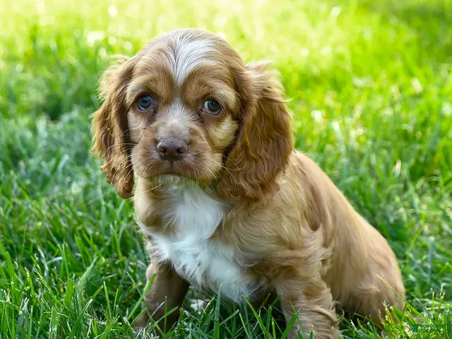 Cocker Spaniel dogs Starbucks - Ad 1