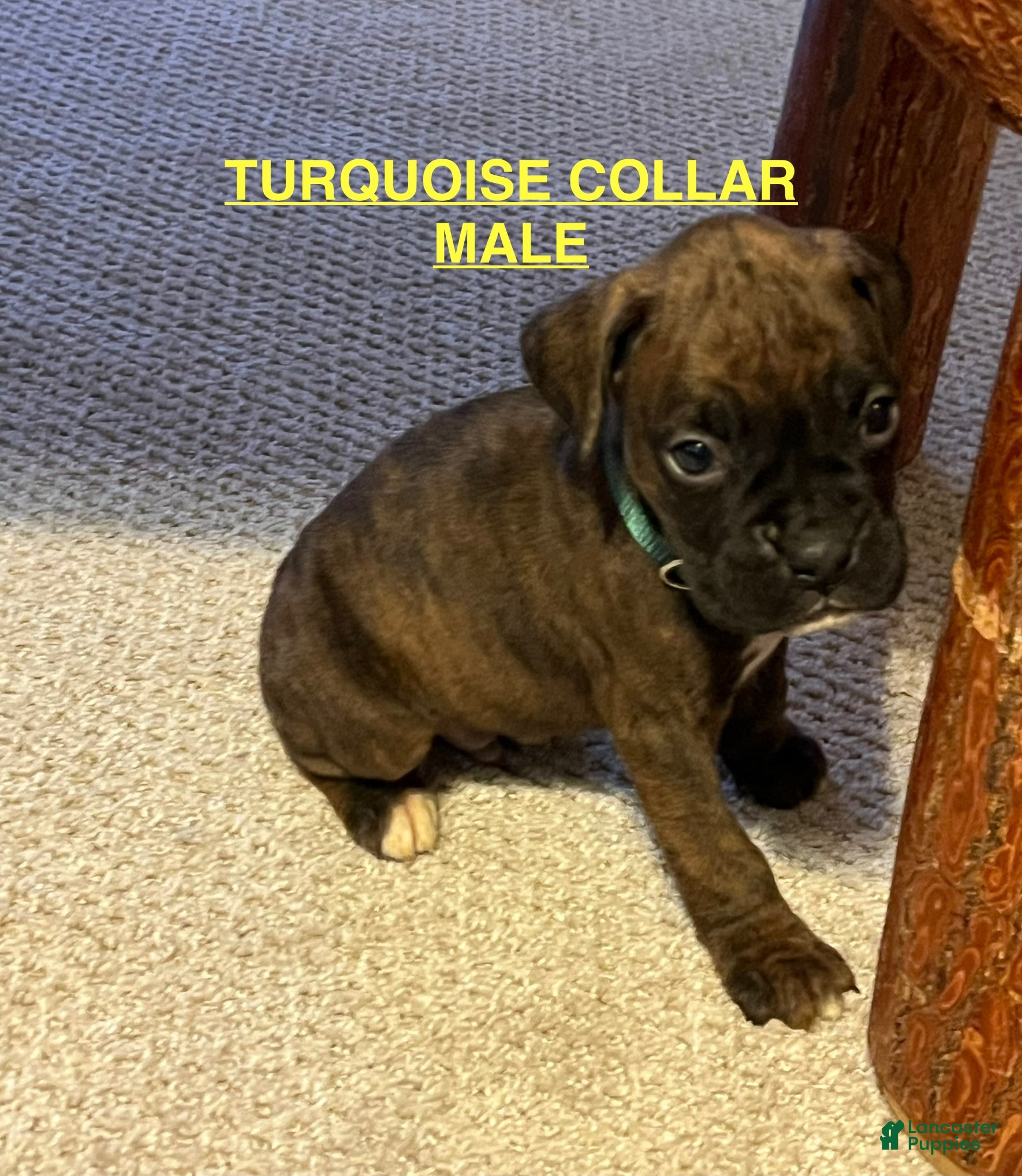Boxer dogs Boxer Puppy 7 - Ad 12
