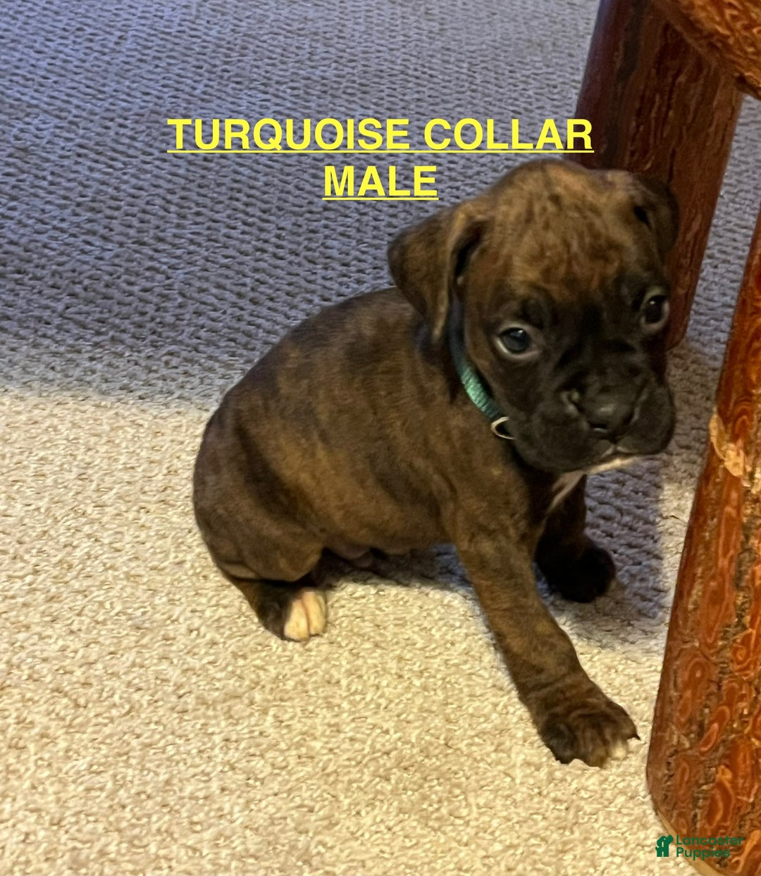 Boxer dogs for sale: Boxer Puppy 7 - Ad 1
