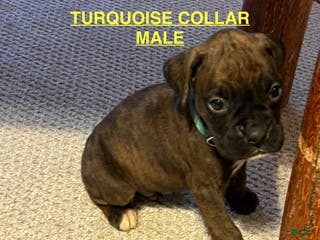 Boxer dogs Boxer Puppy 7 - Ad 41