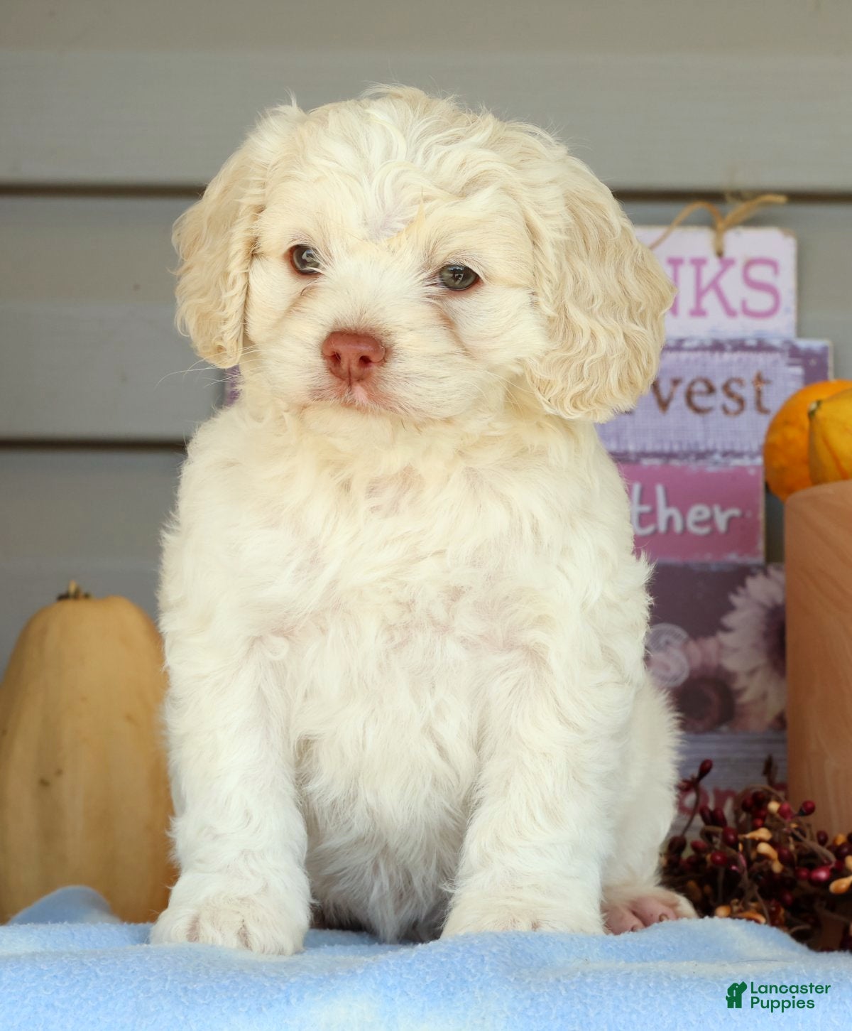 Cockapoo dogs for sale: Ellie - Ad 2