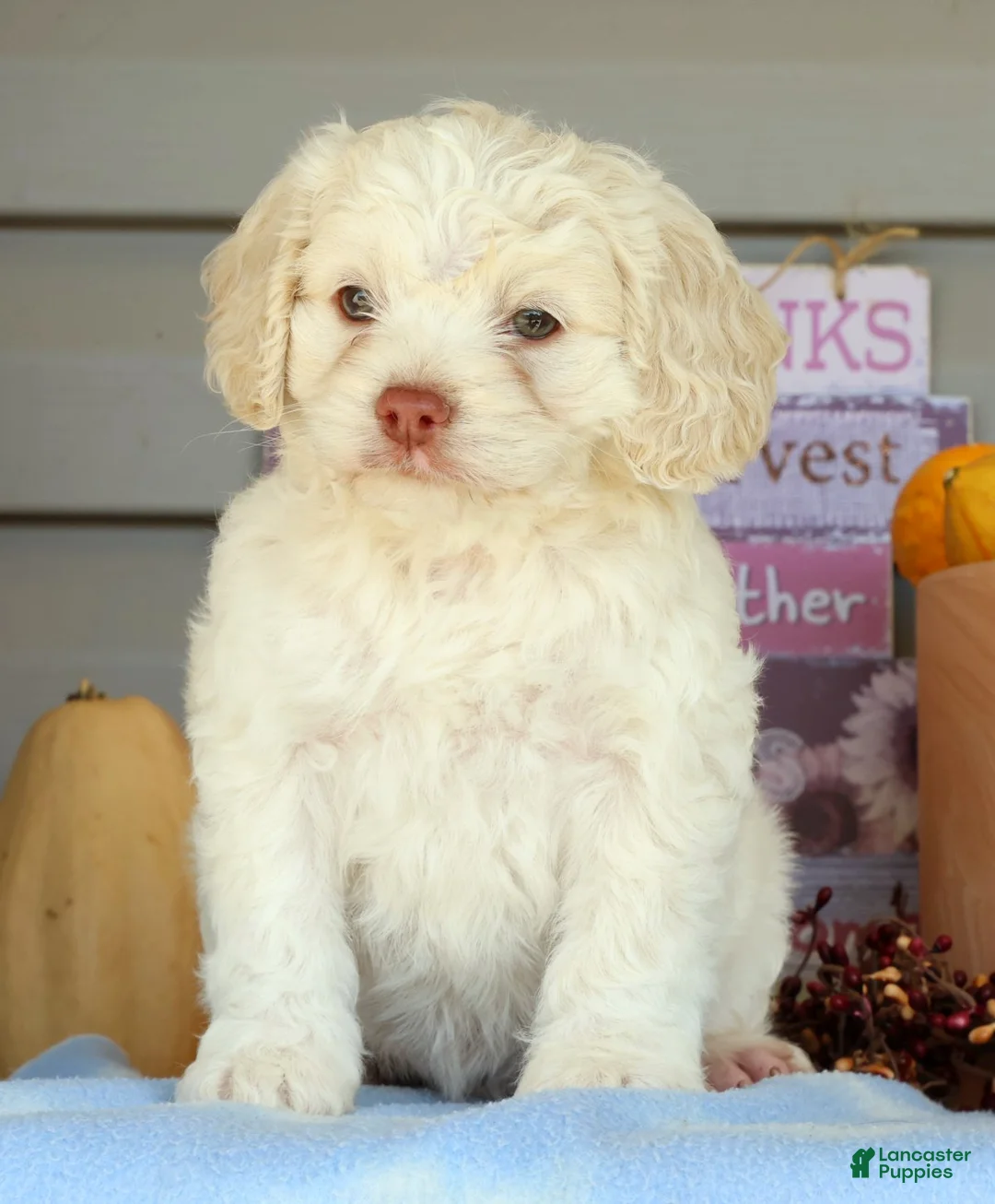 Cockapoo dogs for sale: Ellie - Ad 2
