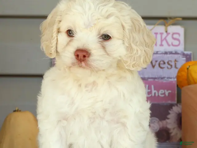 Cockapoo dogs for sale: Ellie - Ad 2