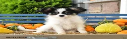 Papillon dogs for sale: Moss - Ad 5