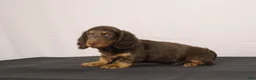 Dachshund dogs for sale: Leo - Ad 5