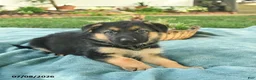 German Shepherd dogs for sale: Izzy  - Ad 4