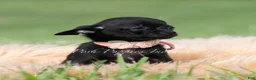 Chihuahua dogs for sale: Black cherry  - Ad 2