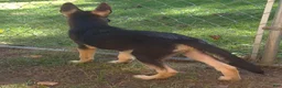 German Shepherd dogs for sale: German Shepherd 2 - Ad 3