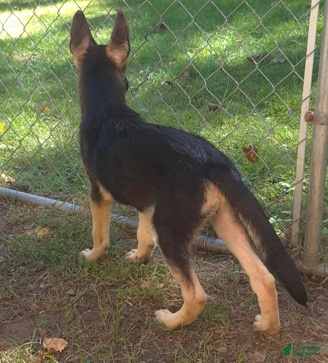 German Shepherd dogs for sale: German Shepherd 2 - Ad 3