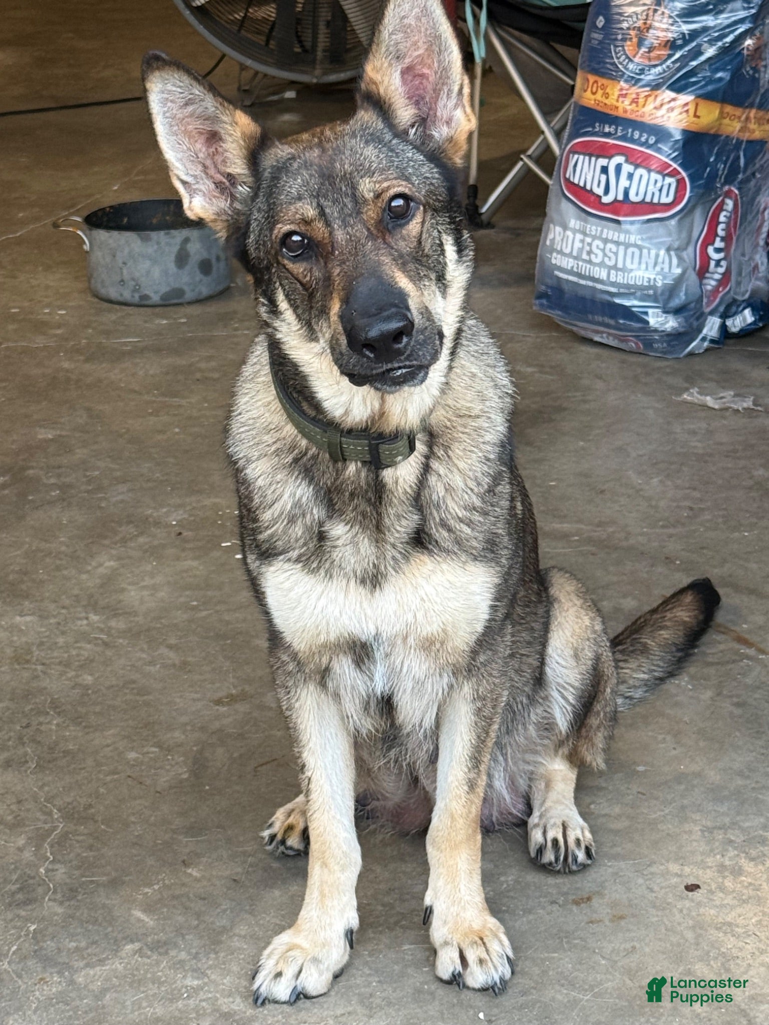 German Shepherd dogs German Shepherd 6 - Ad 2
