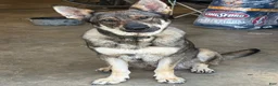 German Shepherd dogs for sale: German Shepherd 7 - Ad 5