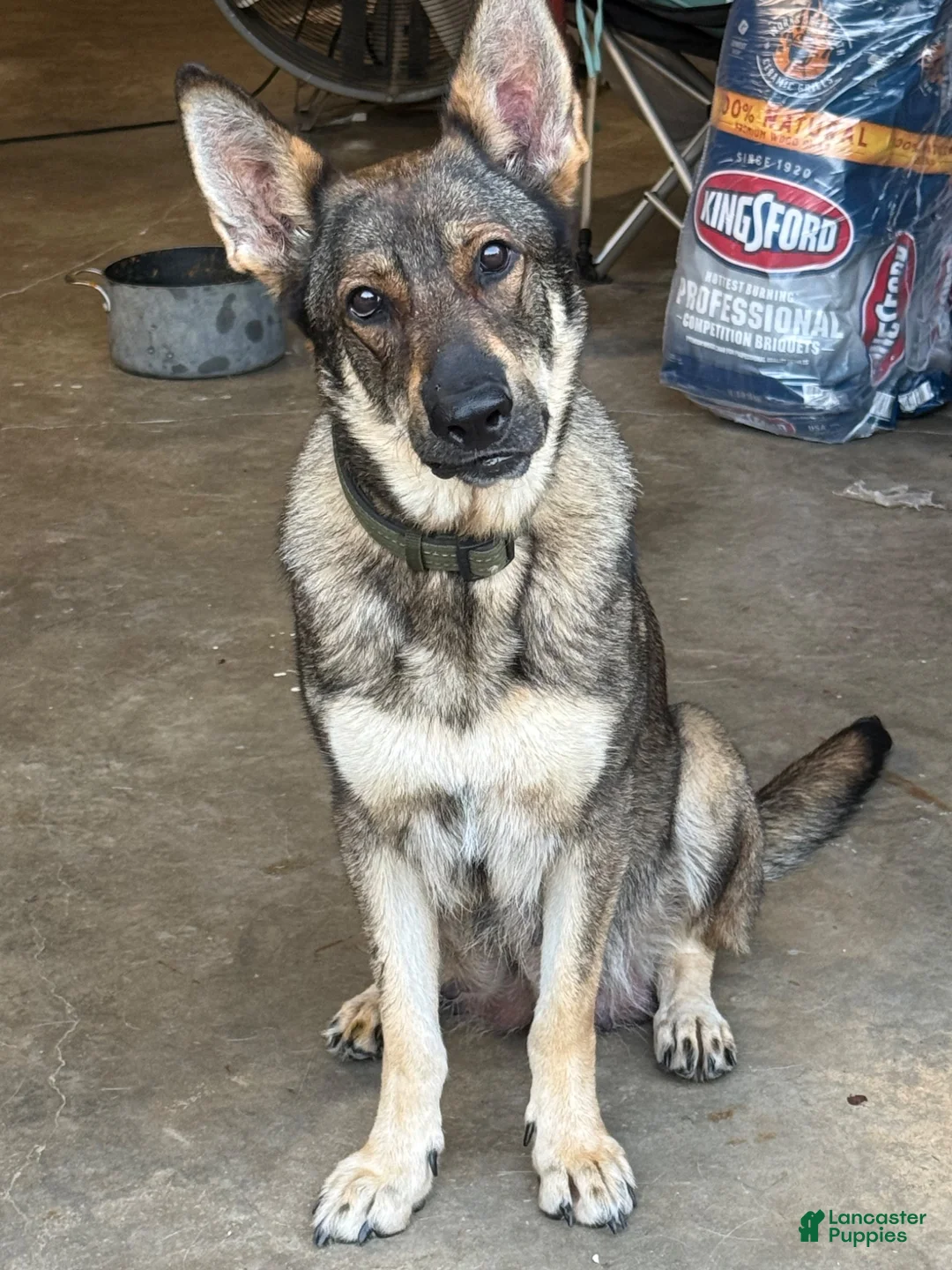 German Shepherd dogs for sale: German Shepherd 6 - Ad 2