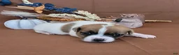 Jack Russell Terrier dogs for sale: Noxx purebred JRT - Ad 4