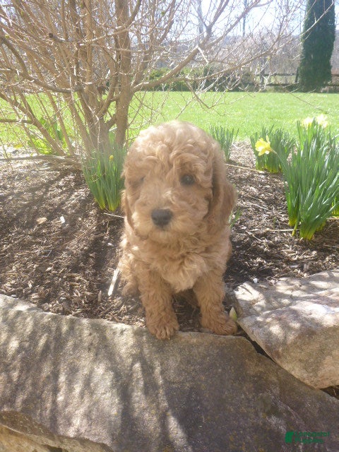 Miniature Poodle dogs Quill - Ad 2