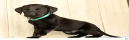 Labrador Retriever dogs for sale: Bruce - Ad 5