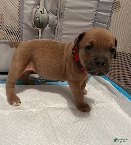 Cane Corso dogs Girl 4 - Ad 1