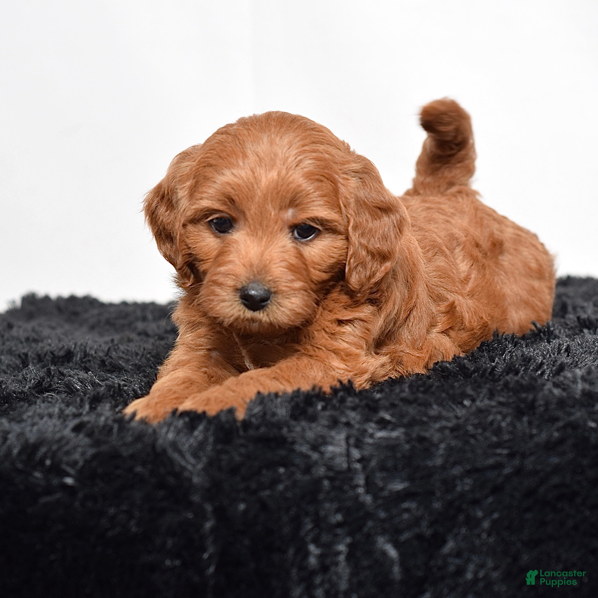 Mini Goldendoodle dogs for sale:  Macy - Ad 7