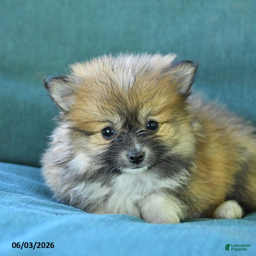 Pomeranian dogs for sale: Tulip - Ad 3