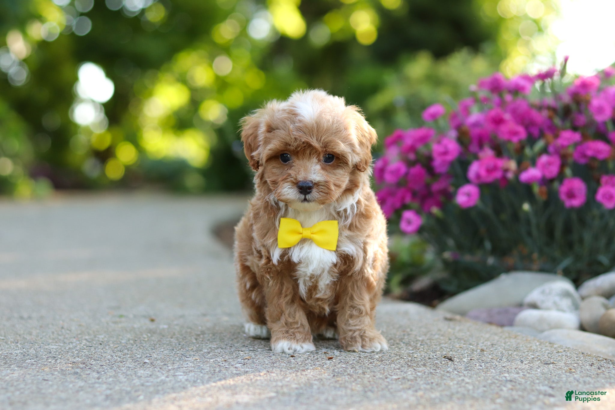 Cavapoo dogs for sale: Brady - Ad 6