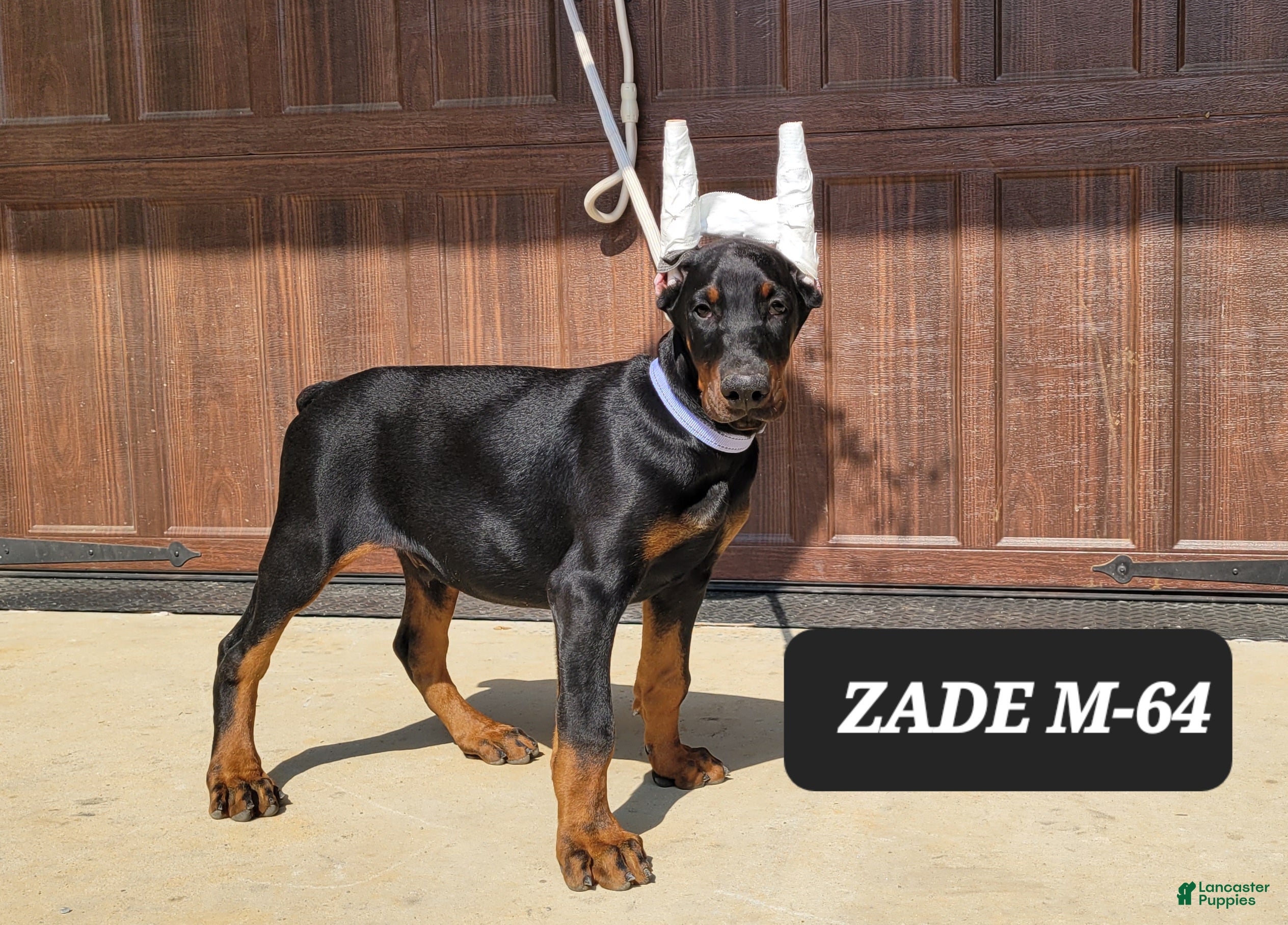 Doberman Pinscher dogs ZADE  - Ad 2