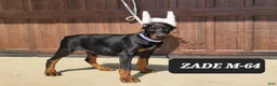 Doberman Pinscher dogs for sale: ZADE  - Ad 2