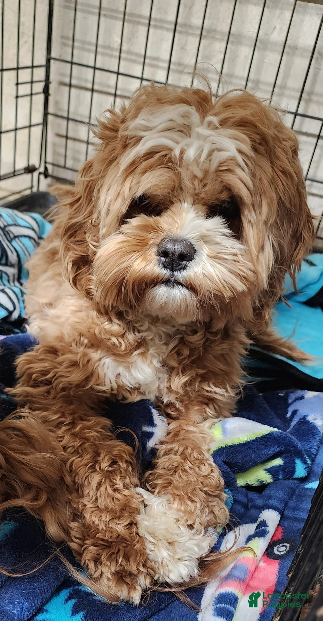 Cavapoo dogs for sale: Bubbles 🫧  - Ad 11