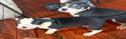 American Pit Bull Terrier dogs for sale: American Pit Bull Terrier 2 - Ad 2