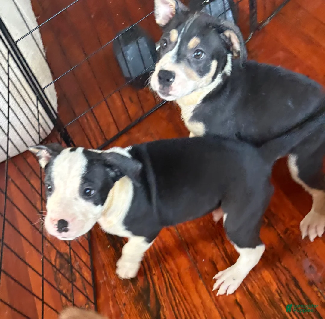 American Pit Bull Terrier dogs for sale: American Pit Bull Terrier 2 - Ad 2