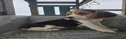 Beagle dogs for sale: Polo - Ad 3