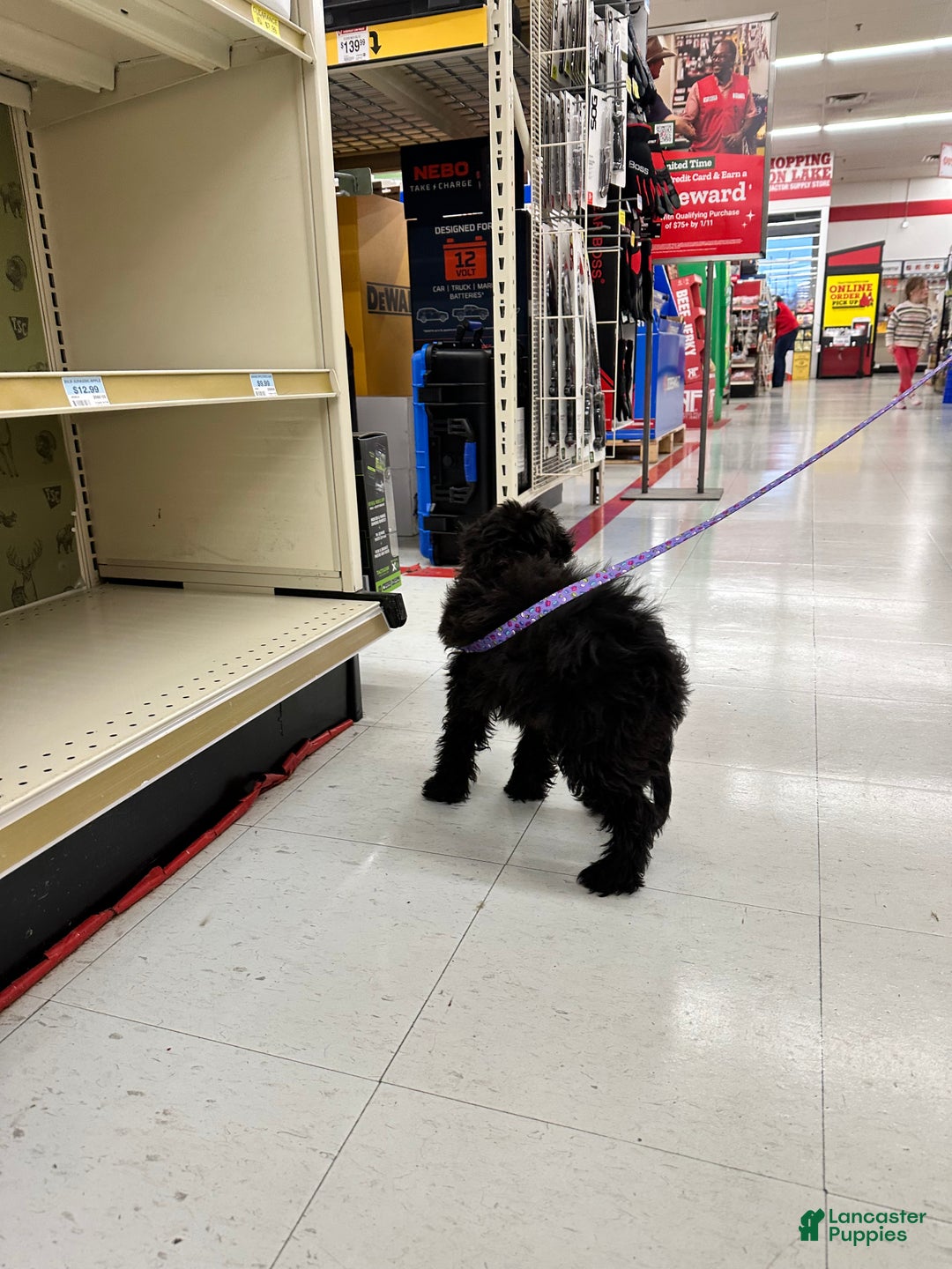 Sheltiedoodle dogs for sale: Sheltiedoodle Puppy 2 - Ad 4