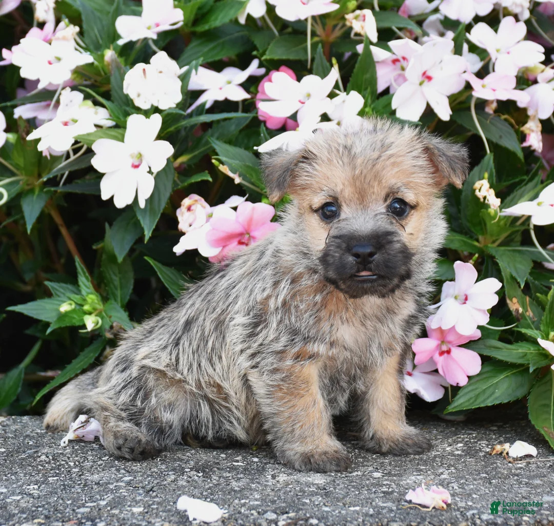 Cairn Terrier dogs for sale: Angus - Ad 1