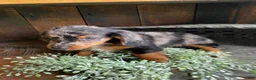Miniature Dachshund dogs for sale: Bonnie - Ad 8