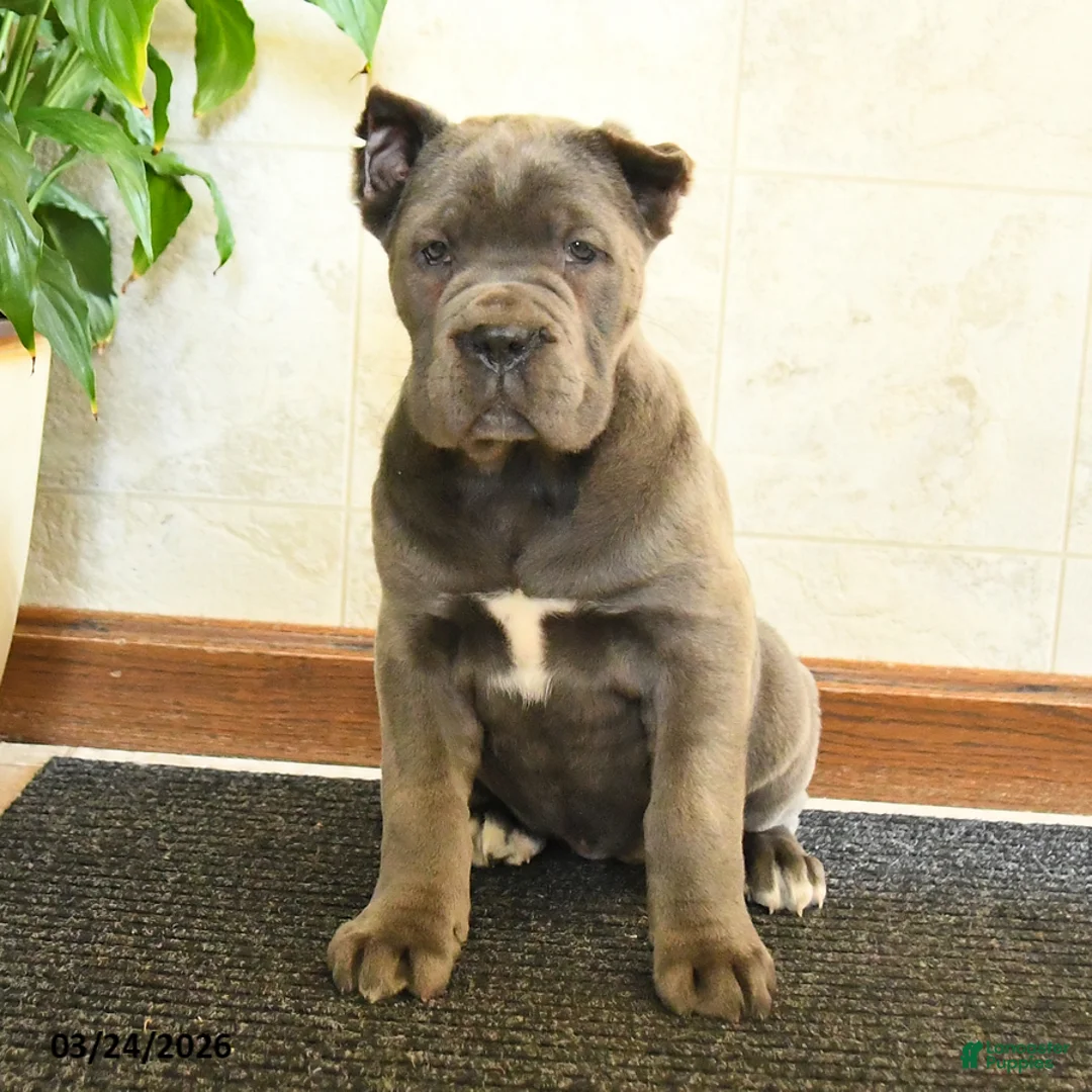 Cane Corso dogs for sale: Wren - Ad 1