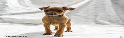 Miniature Pinscher dogs for sale: Nutmeg - Ad 2