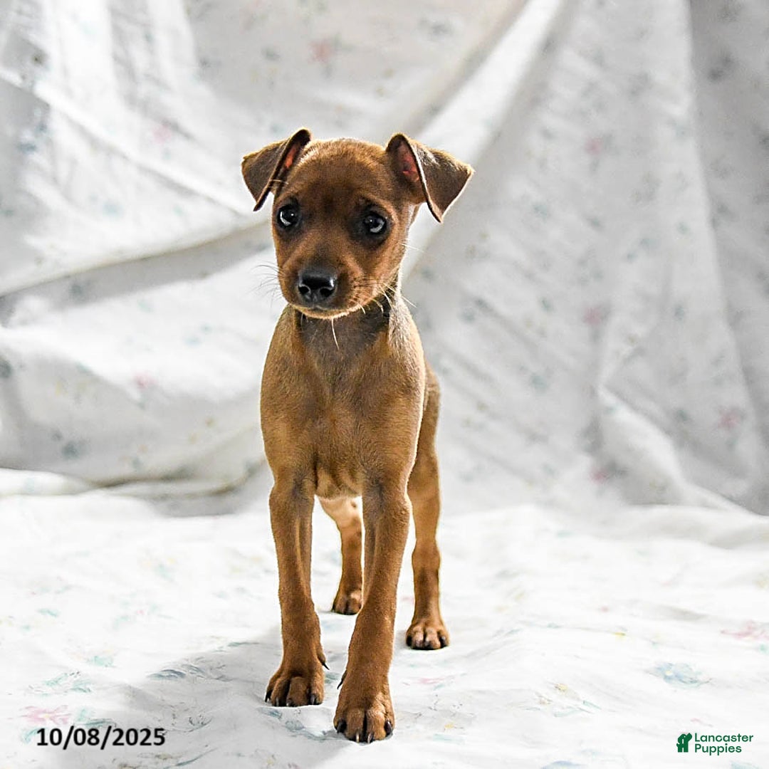 Miniature Pinscher dogs for sale: Nutmeg - Ad 2