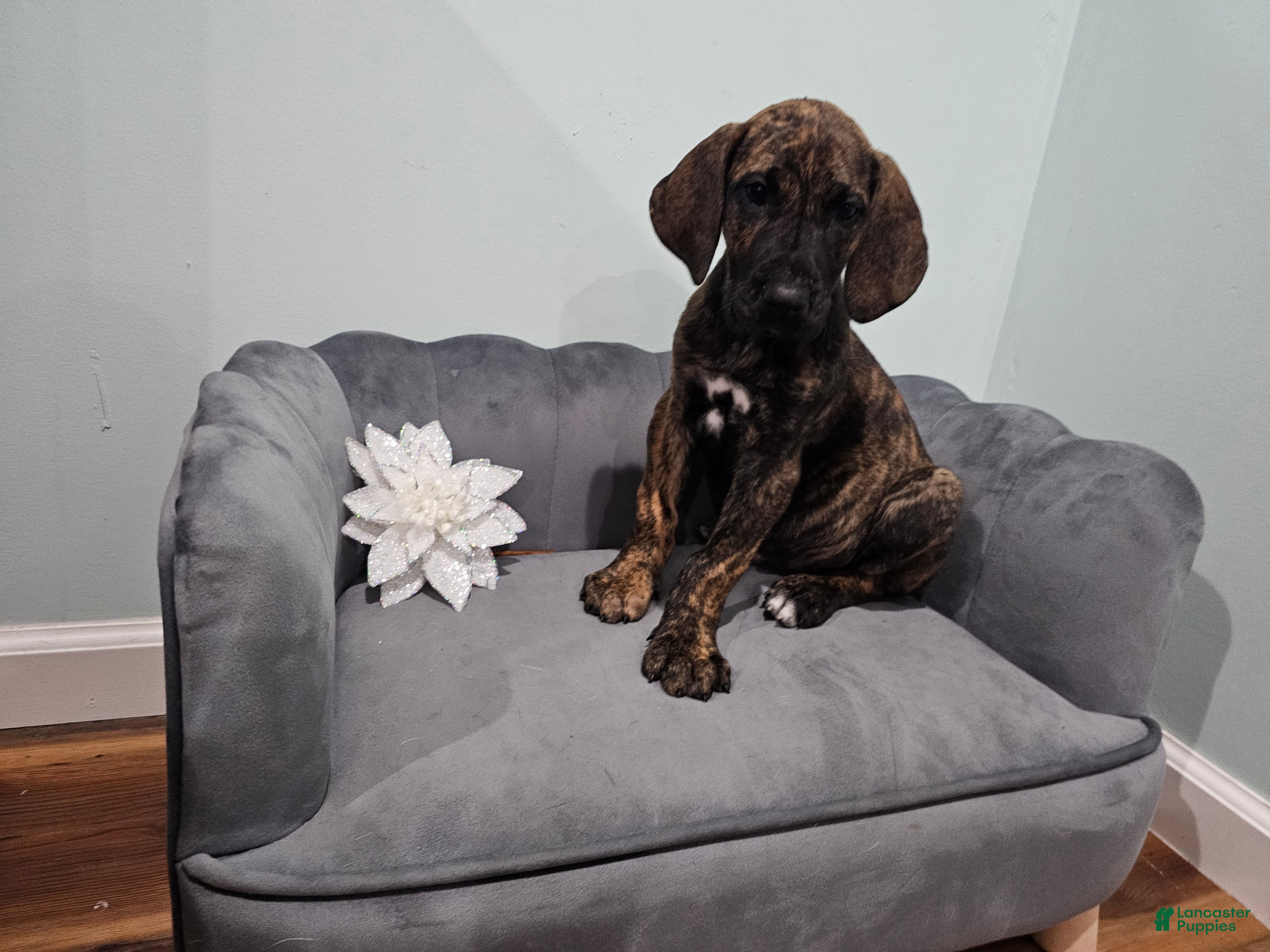 Great Dane dogs Brindle Princess - Ad 1
