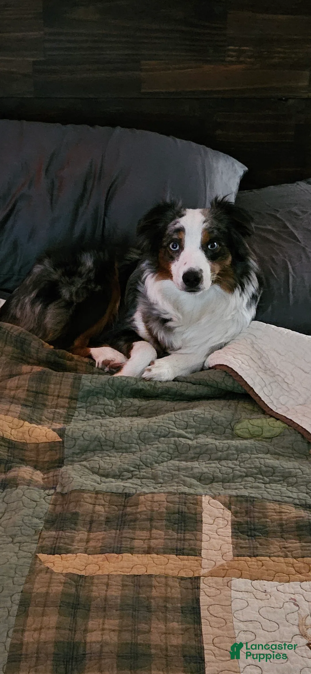 Miniature Australian Shepherd dogs for sale: Miniature Australian Shepherd Puppy 2 - Ad 2