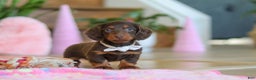 Miniature Dachshund dogs for sale: Skye - Ad 5