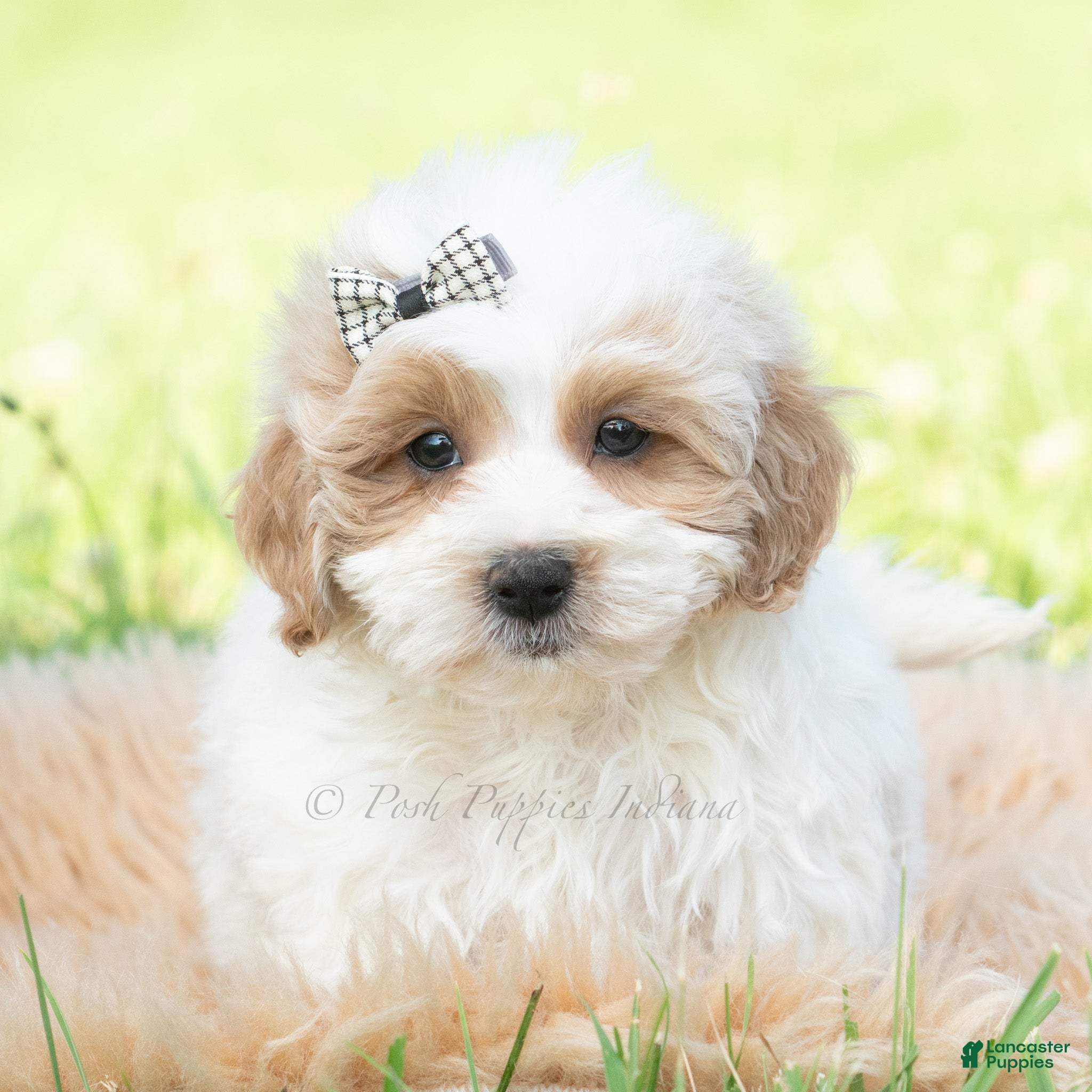 Maltipoo dogs Tucker - Ad 23