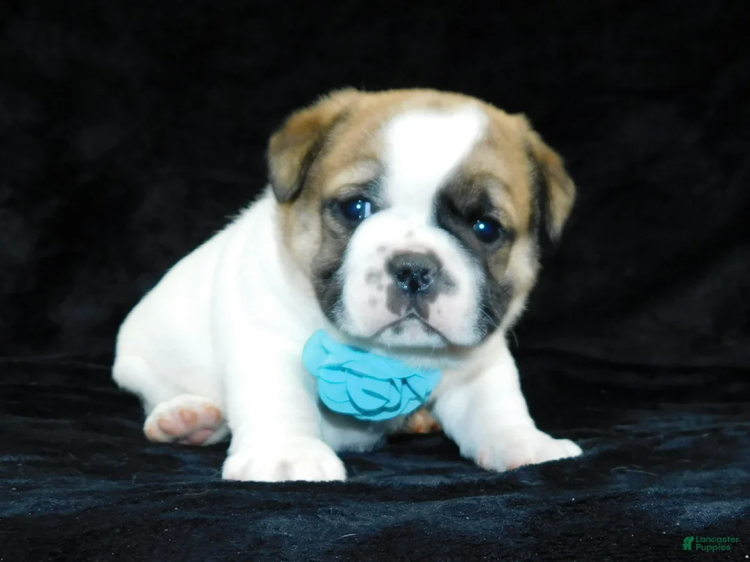 Mixed Breed dogs for sale: Buster - Ad 12