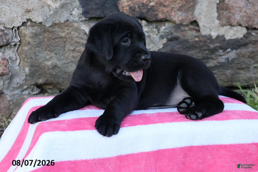 Goldador dogs Jetta - Ad 2
