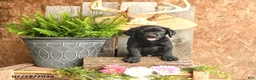 Labrador Retriever dogs for sale: Finn - Ad 4