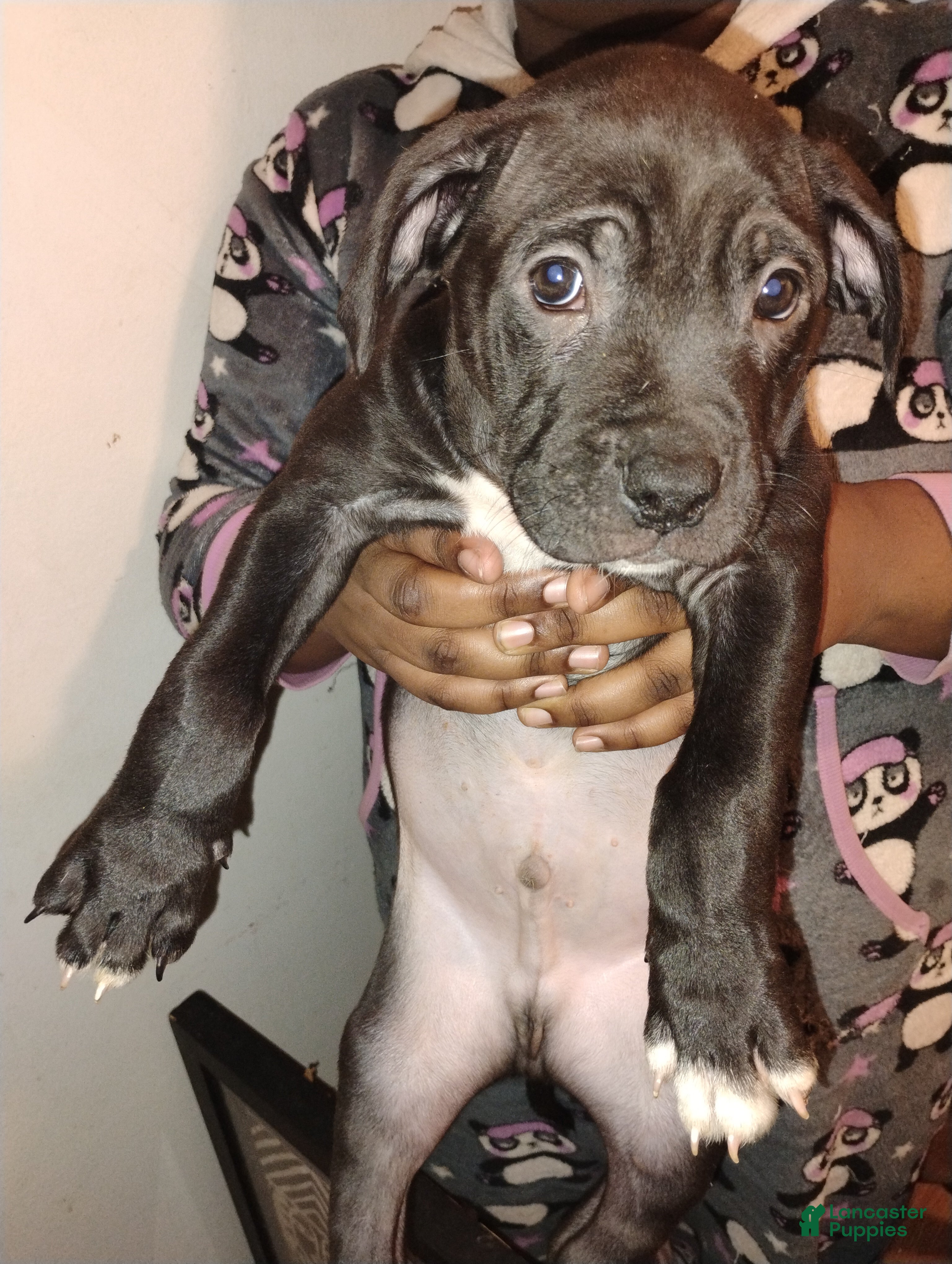 Mixed Breed dogs Choppa  - Ad 5