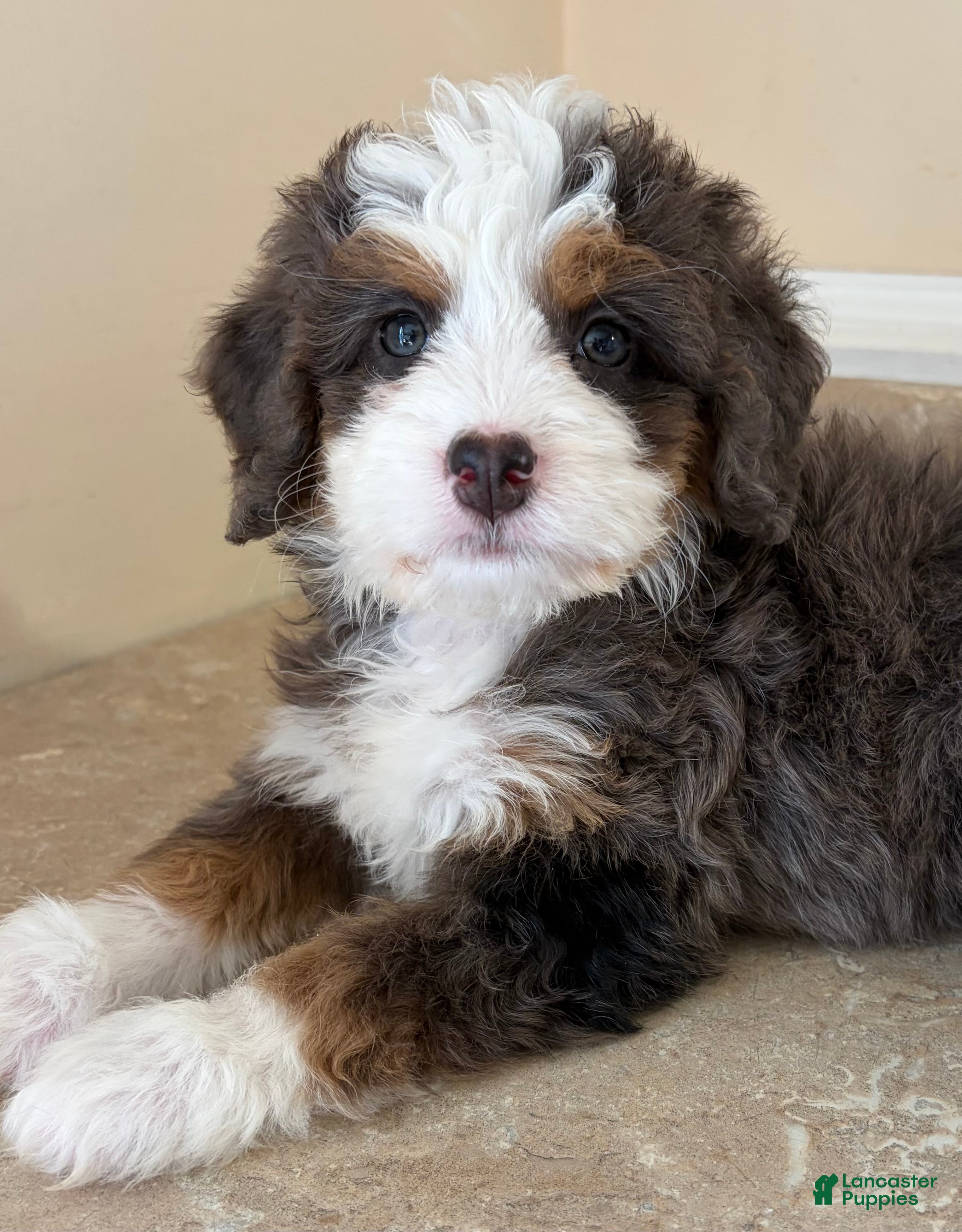 Mini Bernedoodle dogs 🧡IN BOSTON MASSACHUETTS AREA🧡TINY BLUE MERLE TRI COLOR🧡MINI BERNEDOODLE🧡 - Ad 1