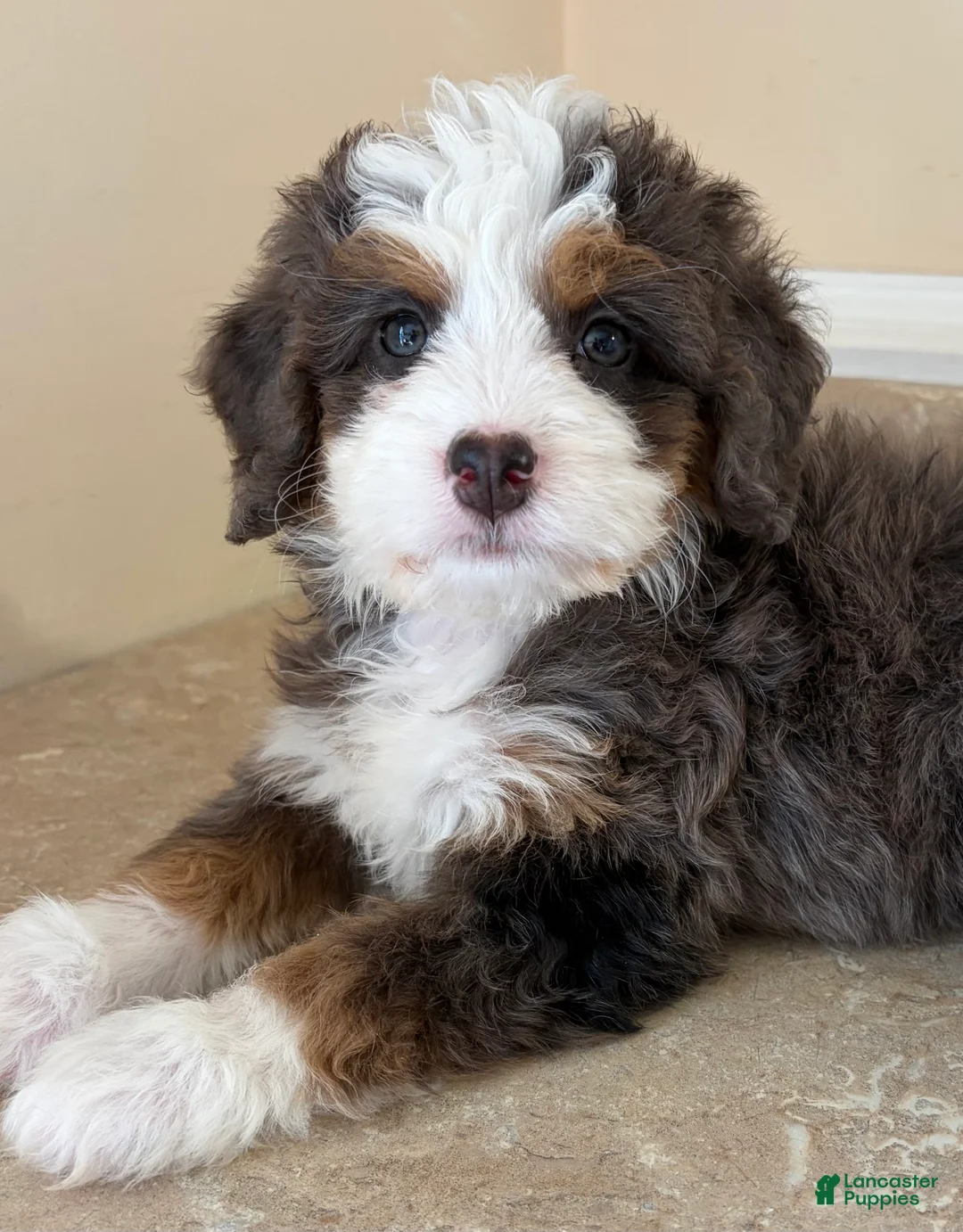 Mini Bernedoodle dogs for sale: 🧡IN BOSTON MASSACHUETTS AREA🧡TINY BLUE MERLE TRI COLOR🧡MINI BERNEDOODLE🧡 - Ad 1