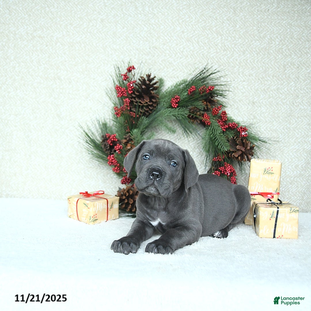 Cane Corso dogs for sale: Axel - Ad 6