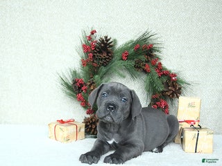 Cane Corso dogs Axel - Ad 3